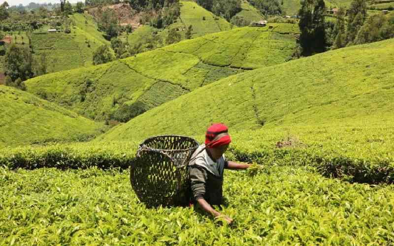 Murang'a Tea Farm